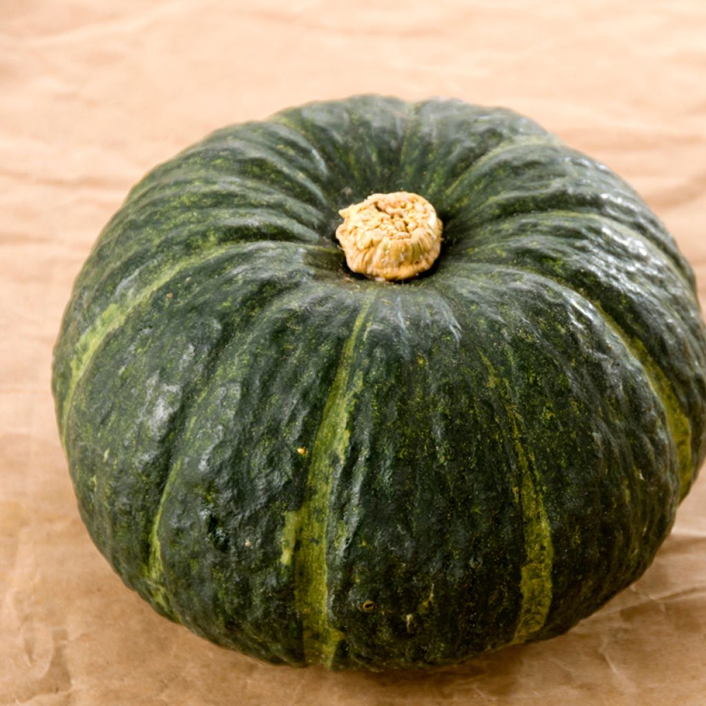 Calabaza Buttercup Burgess