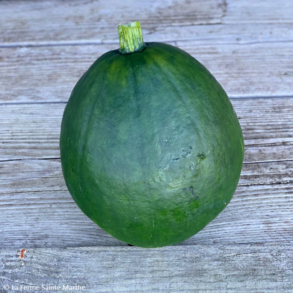 Calabaza Courge du Pérou