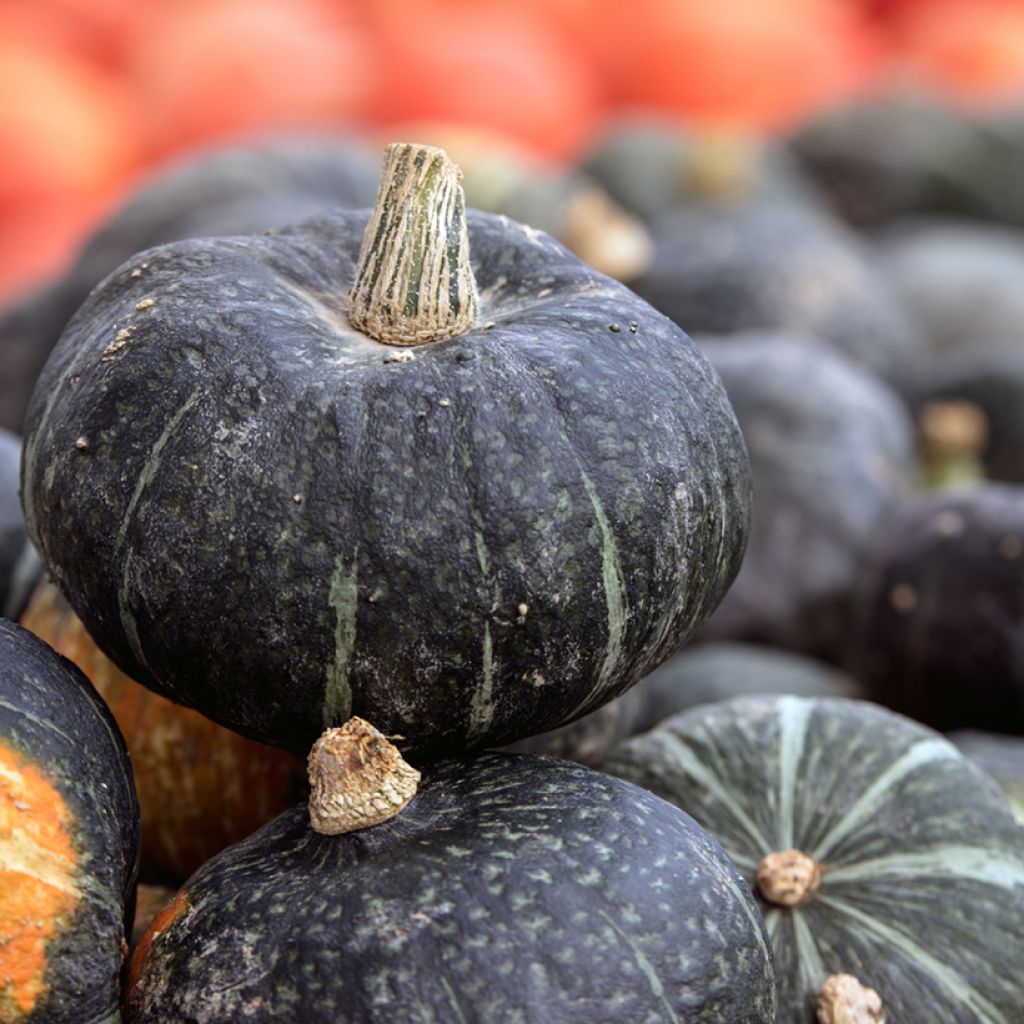 Calabaza Doux Vert d'Hokkaido