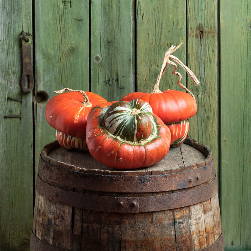 Calabaza Giraumon Turban Bio - Ferme de Sainte Marthe