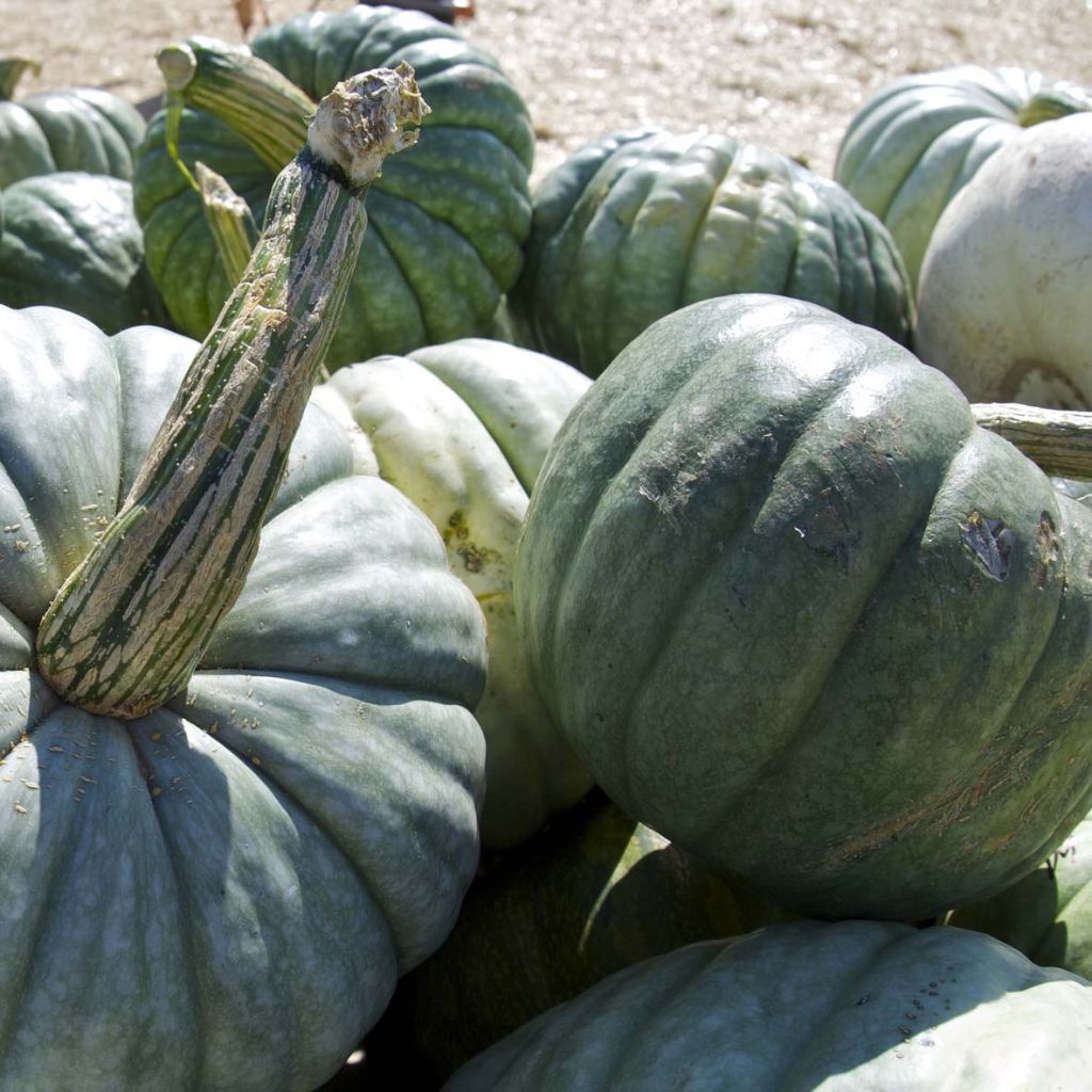 Potiron Hubbard Baby Blue - Cucurbita maxima