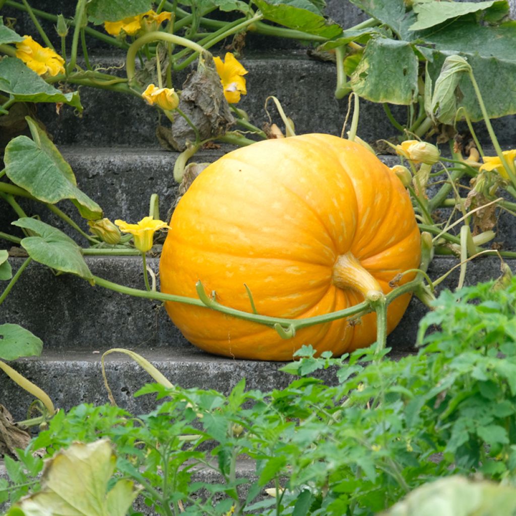 Calabaza Jaune Gros de Paris - Vilmorin