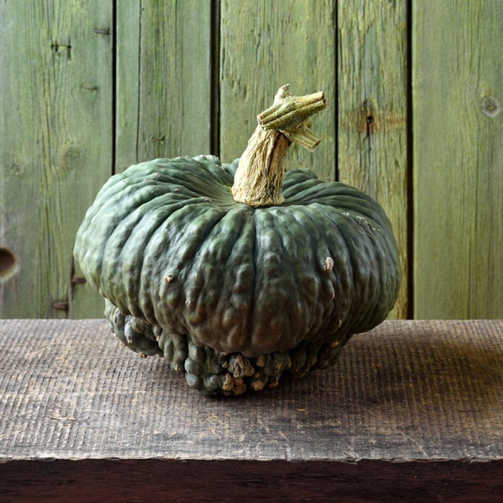 Calabaza Marina di Chioggia