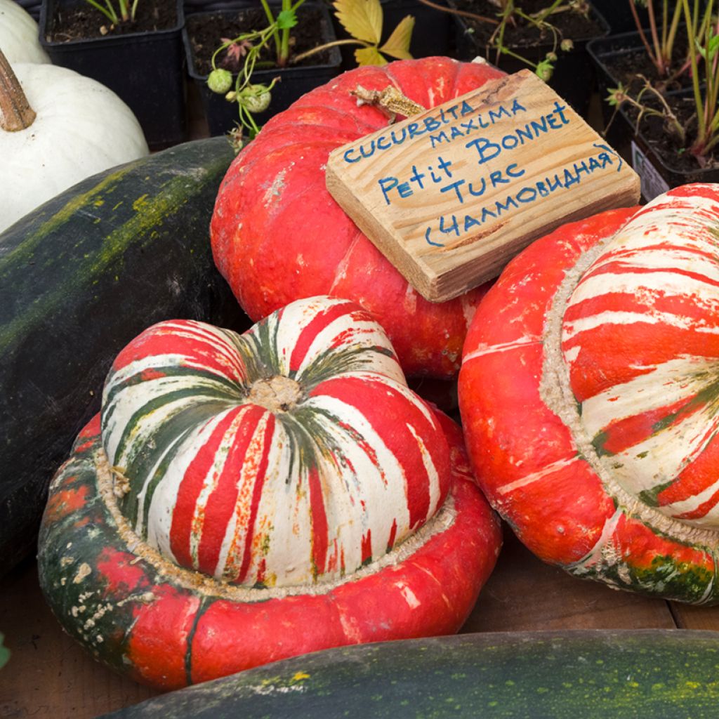 Calabaza Petit Bonnet Turc