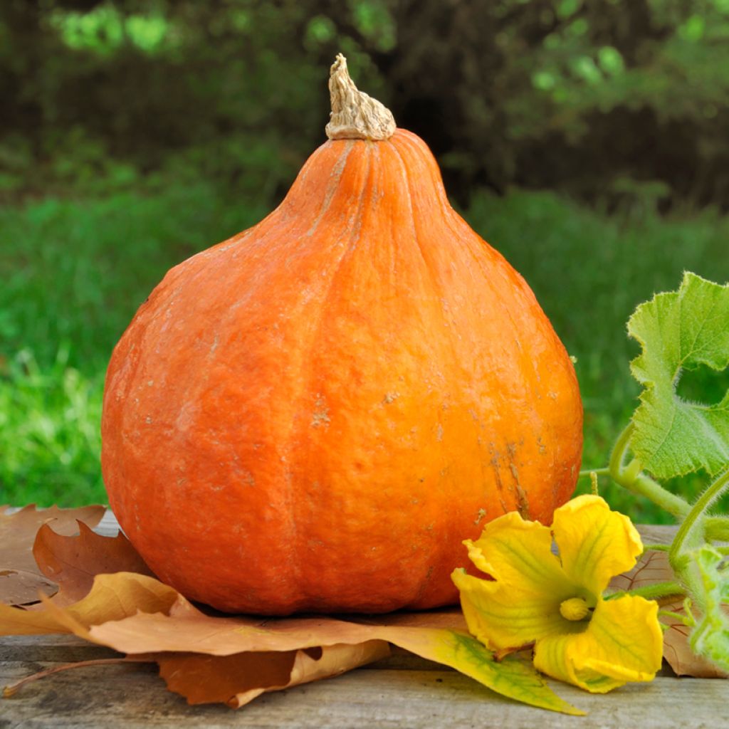 Calabaza Potimarron Bio - Ferme de Sainte Marthe