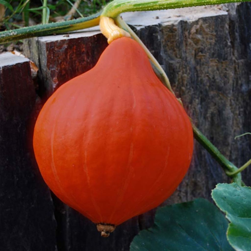 Calabaza Red Kuri