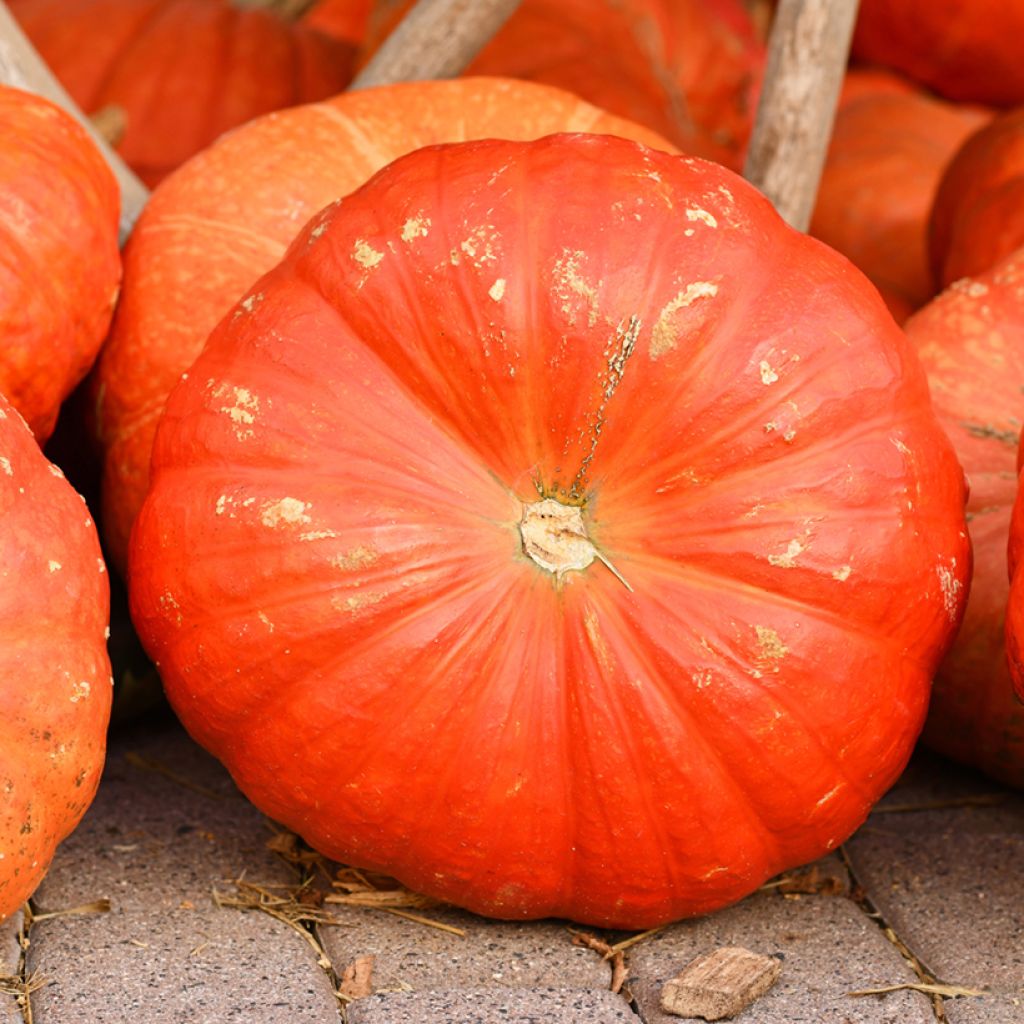 Calabaza Rouge Vif d'Etampes Bio (semillas)