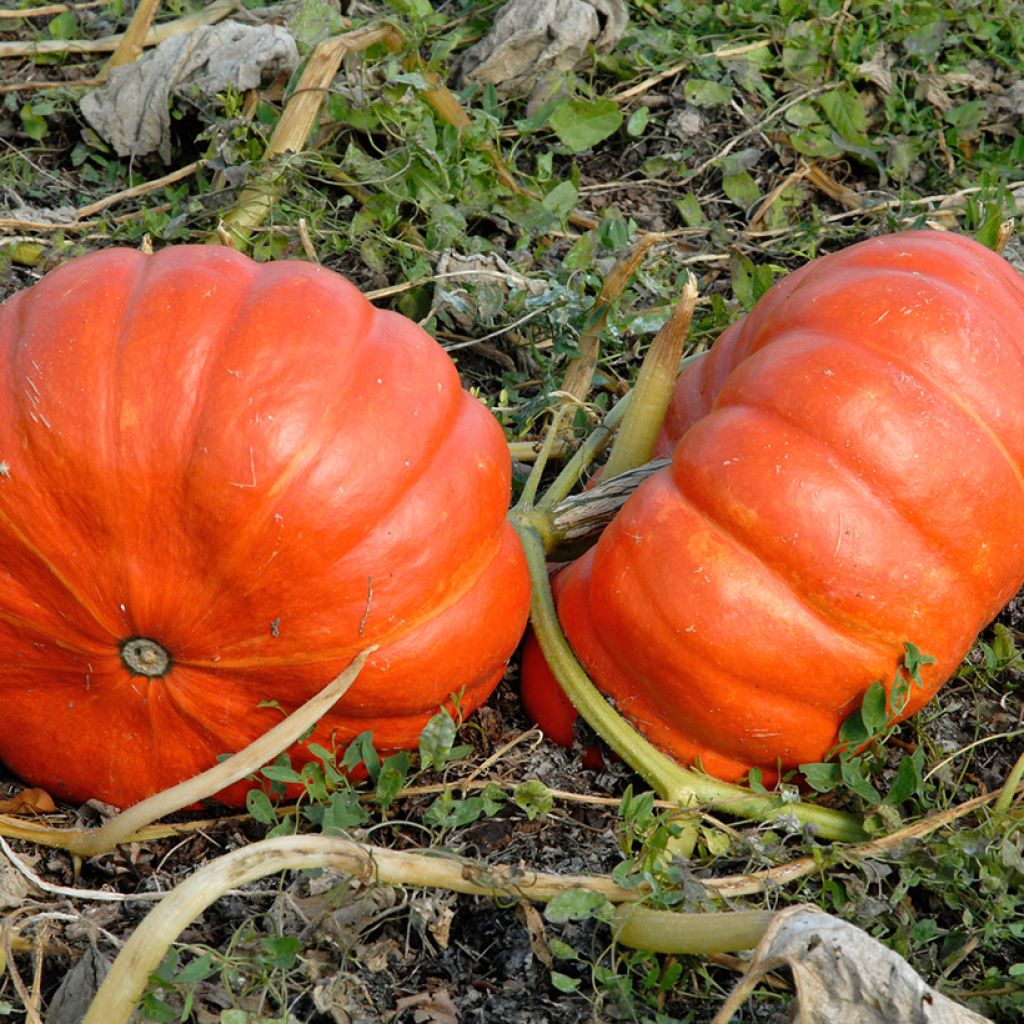 Calabaza Rouge Vif d'Etampes Bio (semillas)