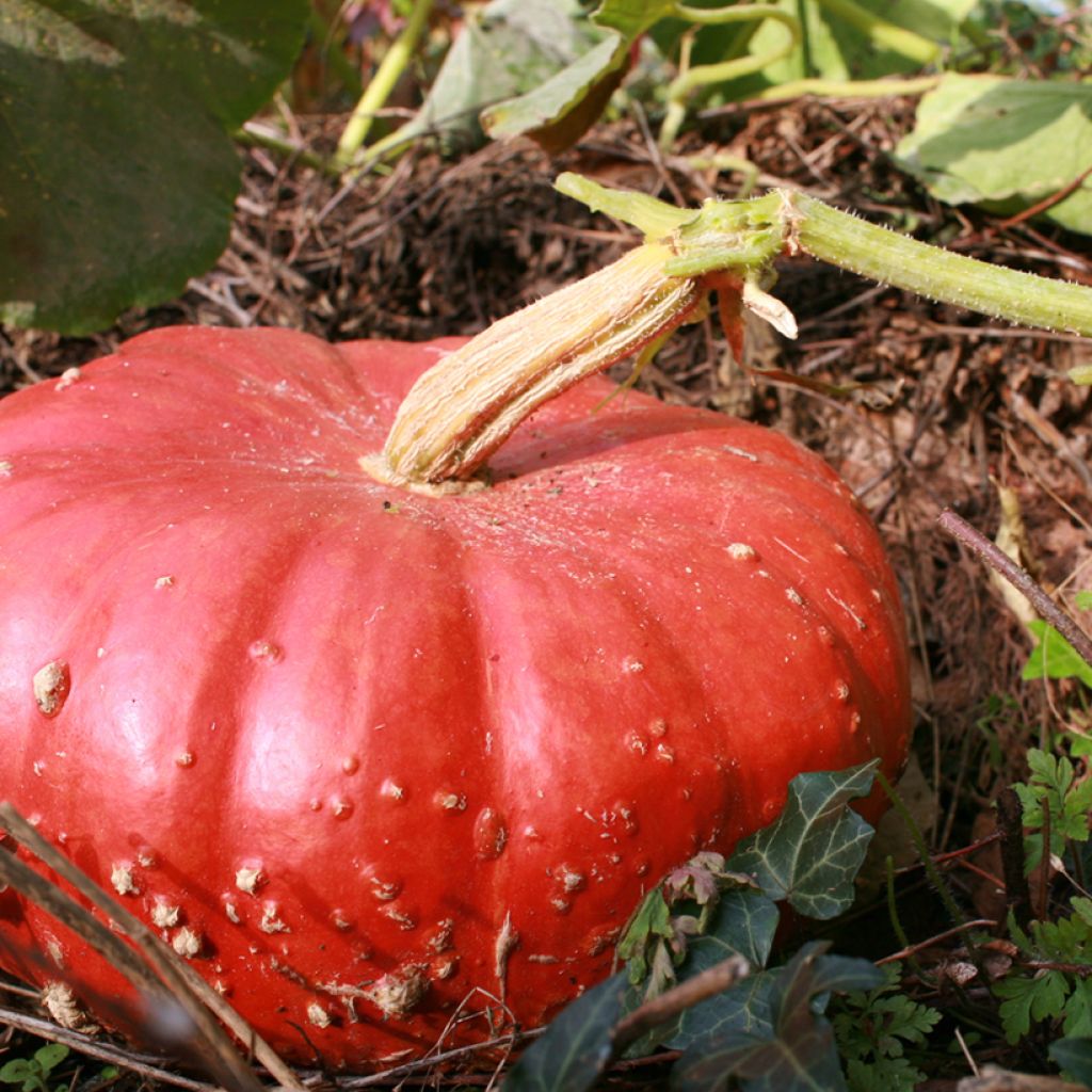 Calabaza Roja d'Etampes