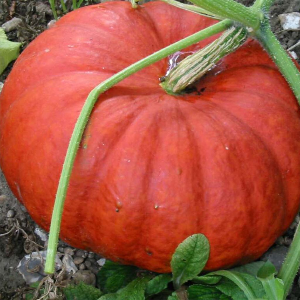 Calabaza Roja d'Etampes