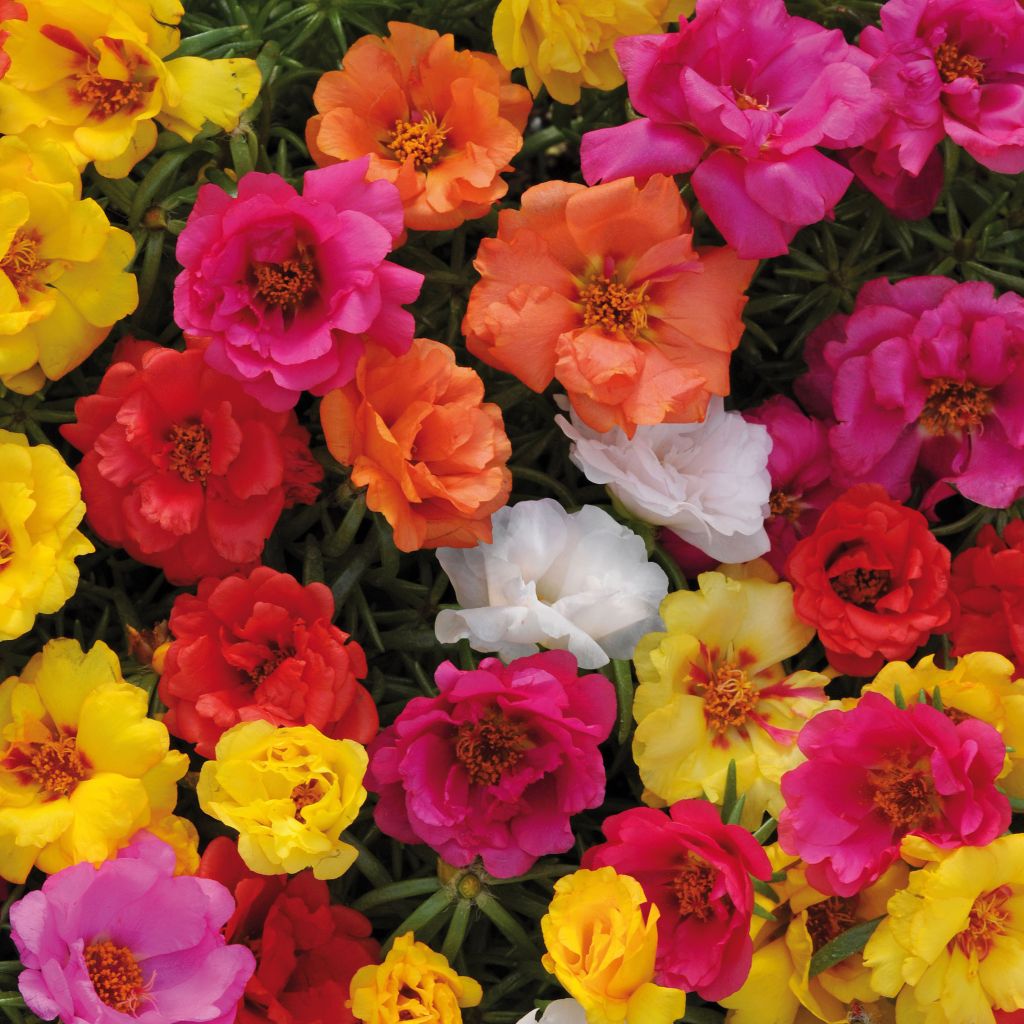 Pourpier Happy Hour F1 mix - Portulaca grandiflora en mélange