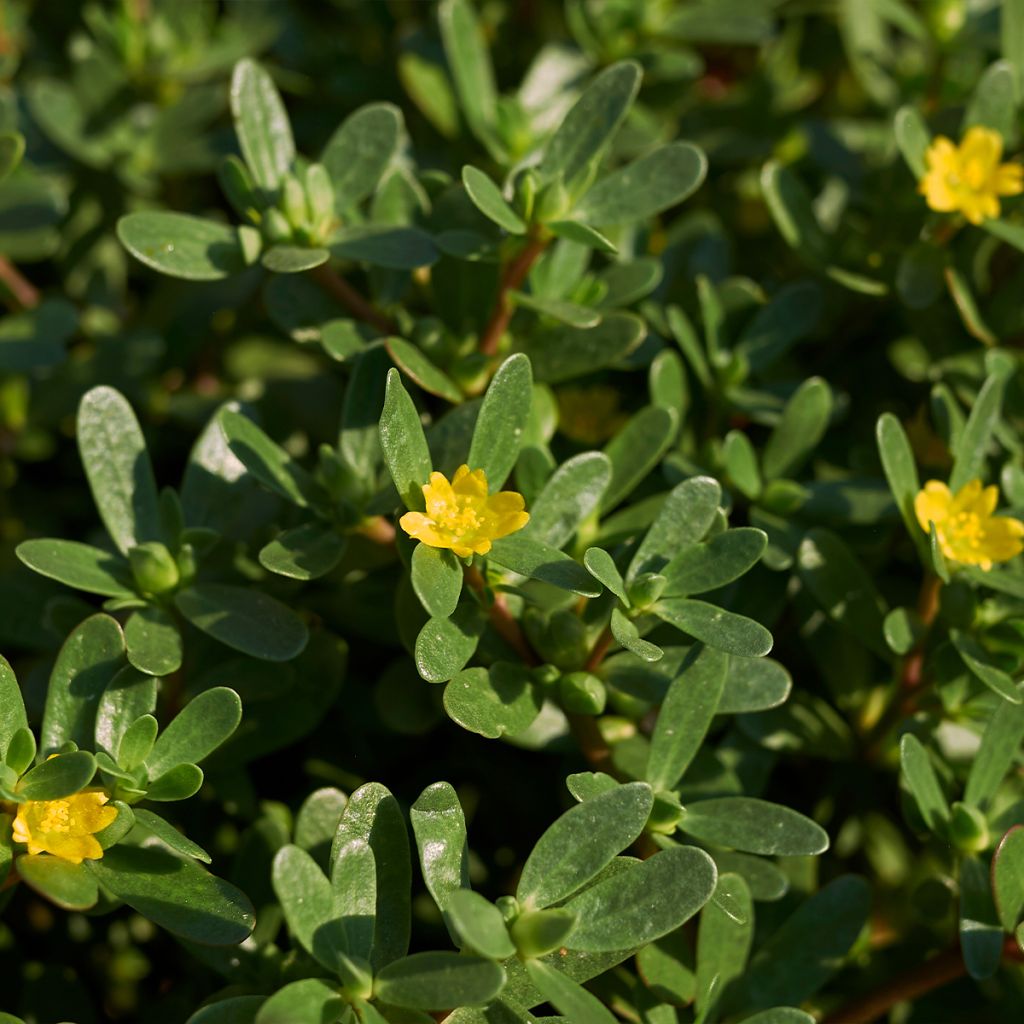 Pourpier vert ou commun - Portulaca oleracea