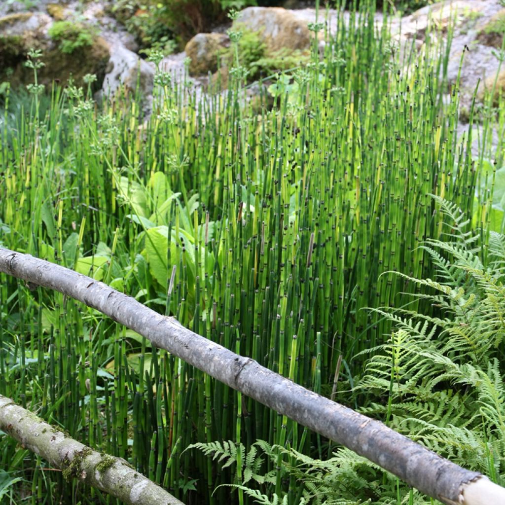 Equisetum hyemale - Cola de caballo de invierno