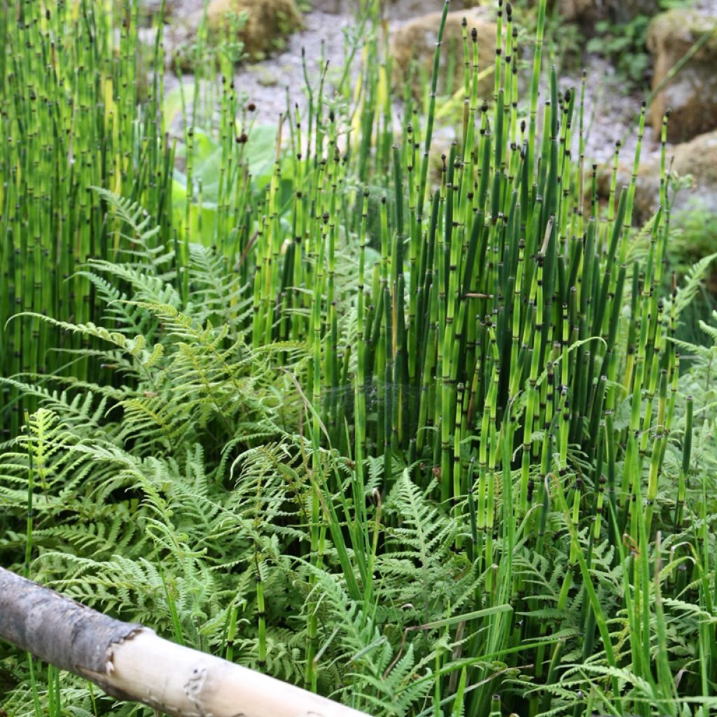 Equisetum hyemale - Cola de caballo de invierno