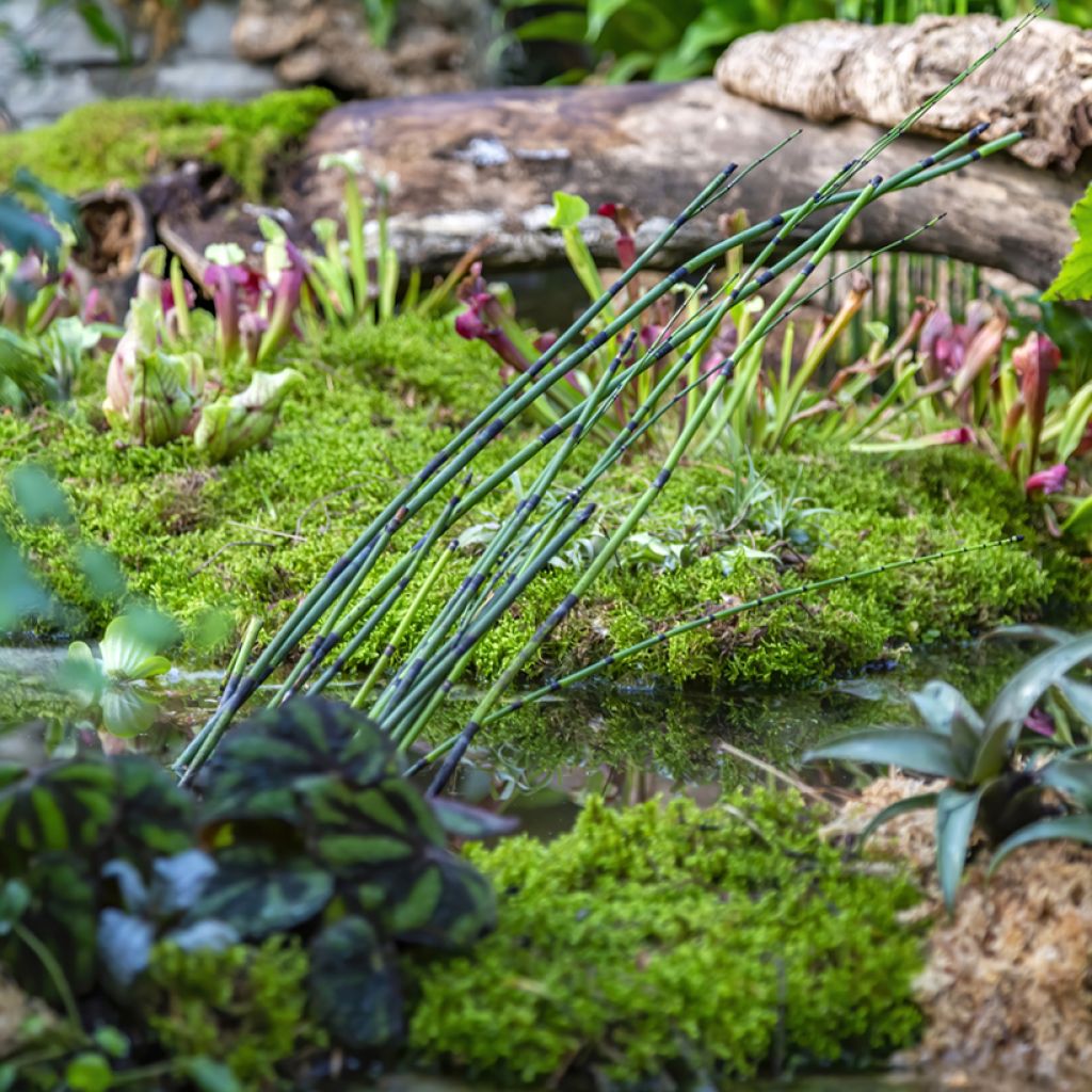 Equisetum hyemale - Cola de caballo de invierno