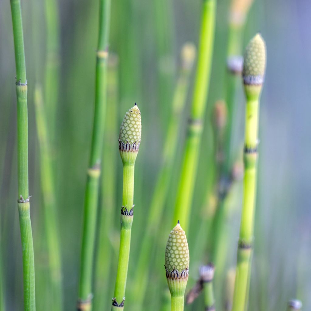 Equisetum hyemale - Cola de caballo de invierno