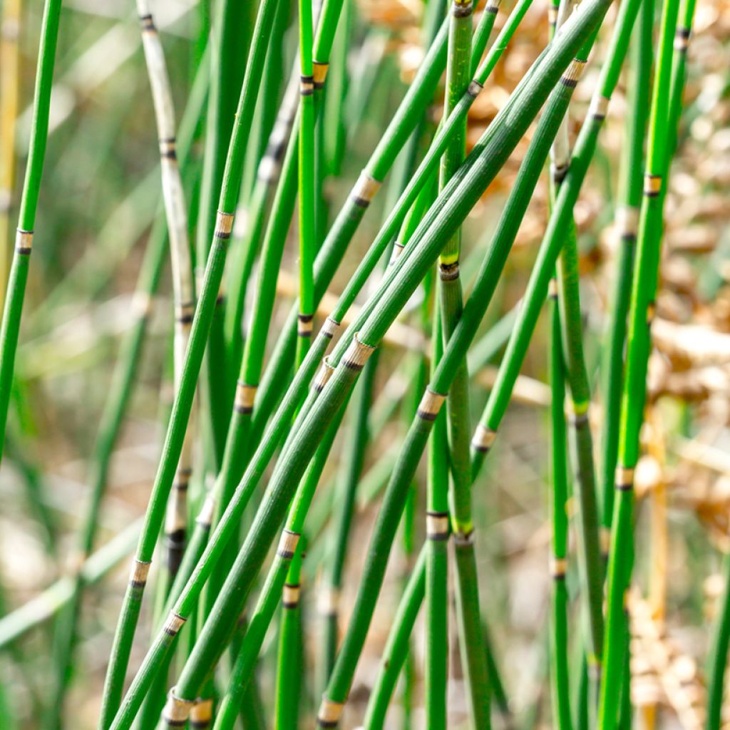 Equisetum hyemale - Cola de caballo de invierno