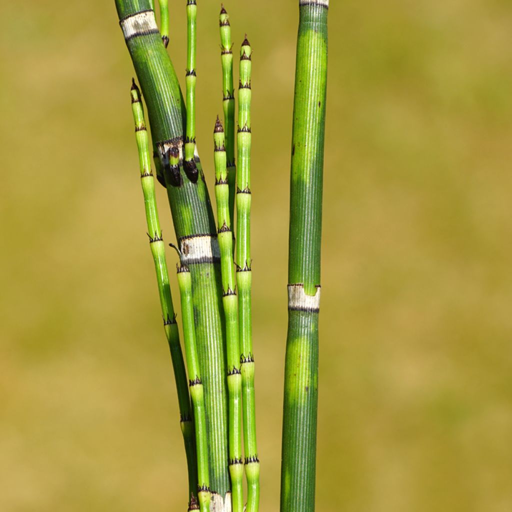 Equisetum hyemale - Cola de caballo de invierno