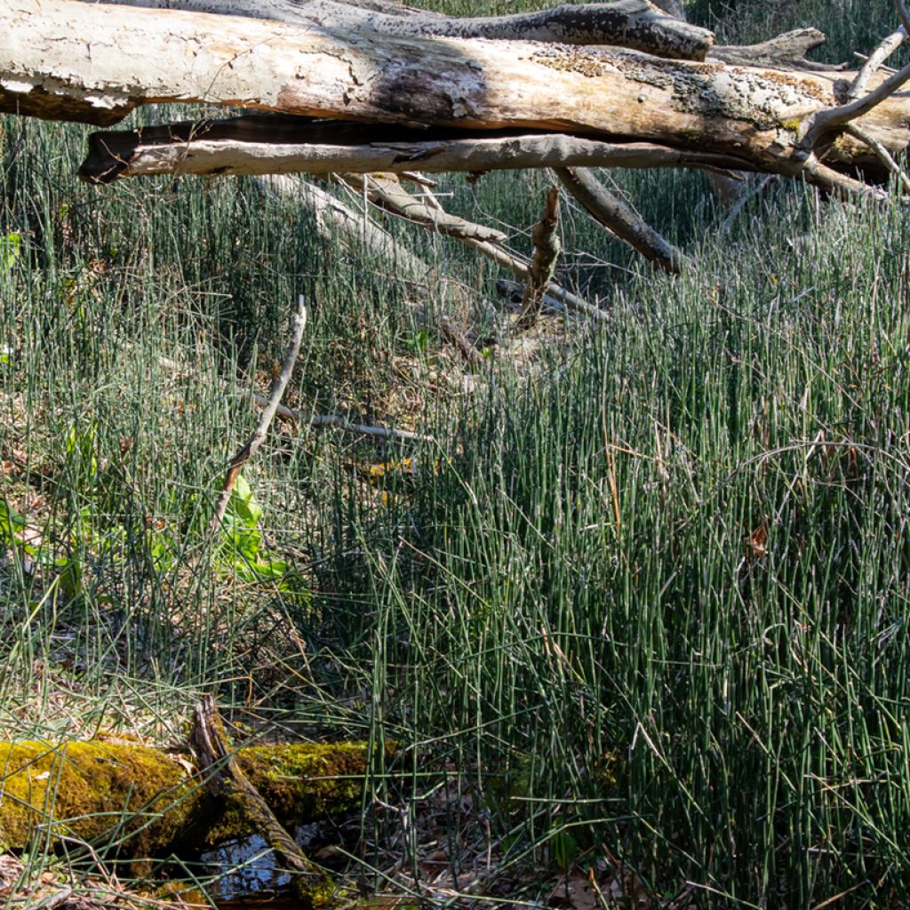 Equisetum hyemale - Cola de caballo de invierno