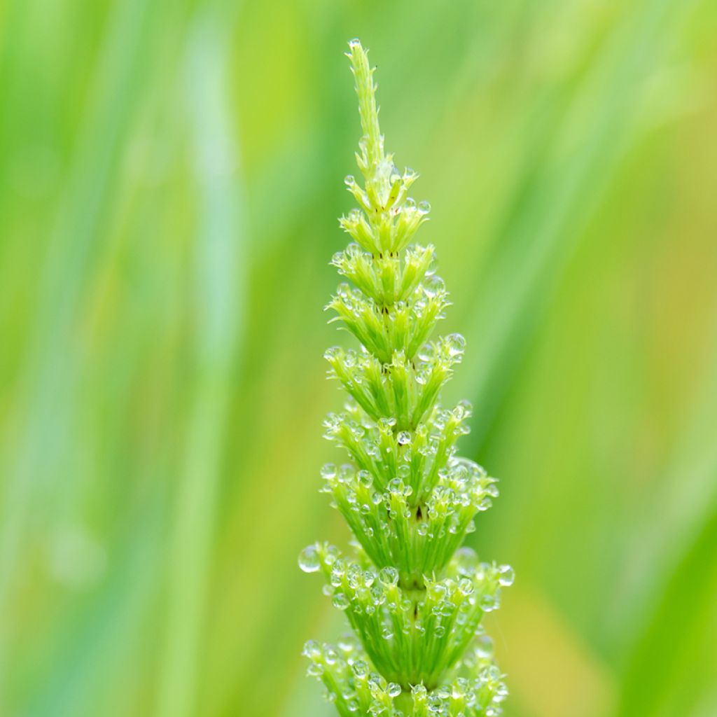 Prêle des rivières - Equisetum fluviatile