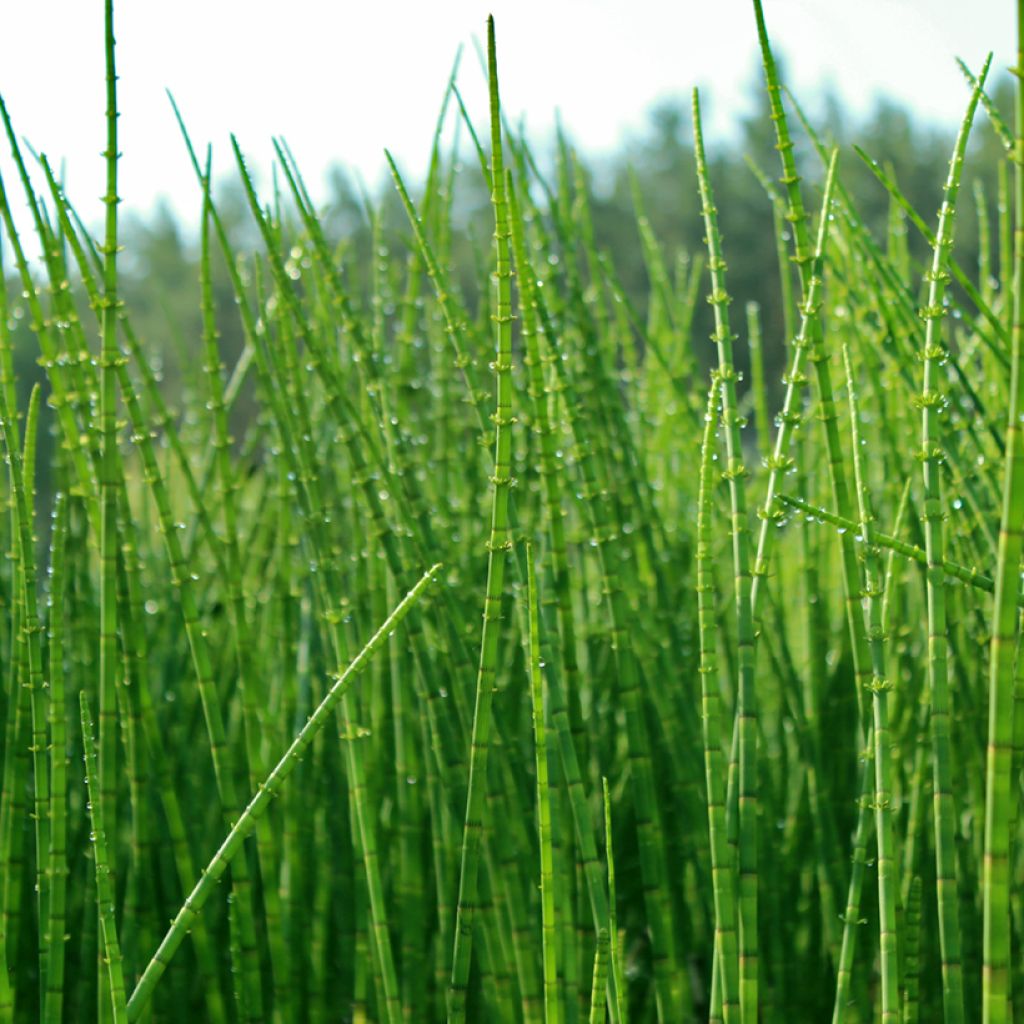 Equisetum scirpoides - Cola de caballo de junco