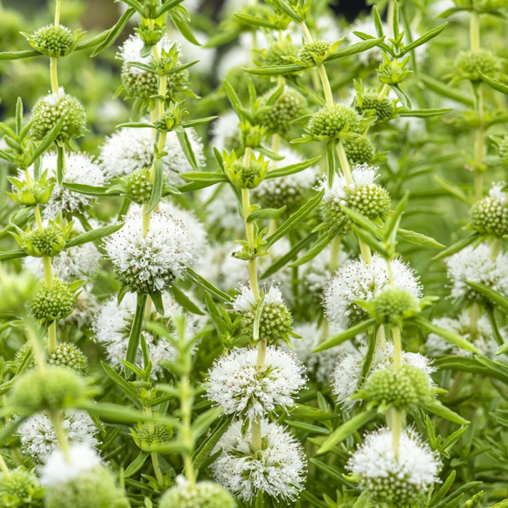 Poleo de ciervo Alba - Mentha cervina