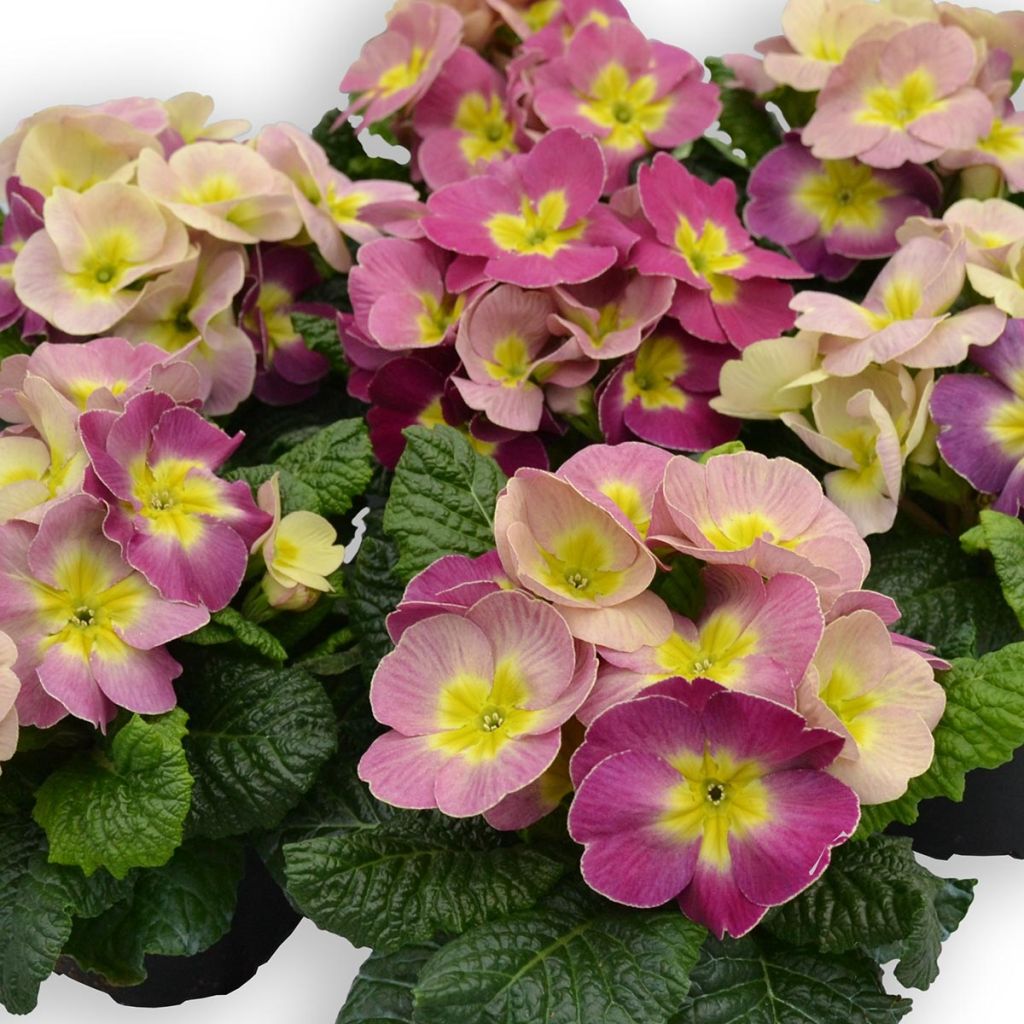 Primula pubescens Plums & Custard