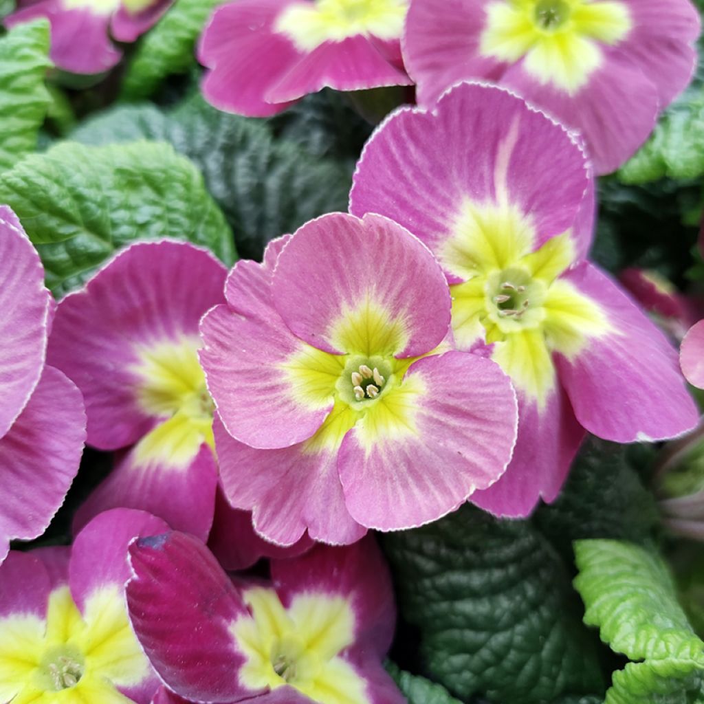 Primula pubescens Plums & Custard