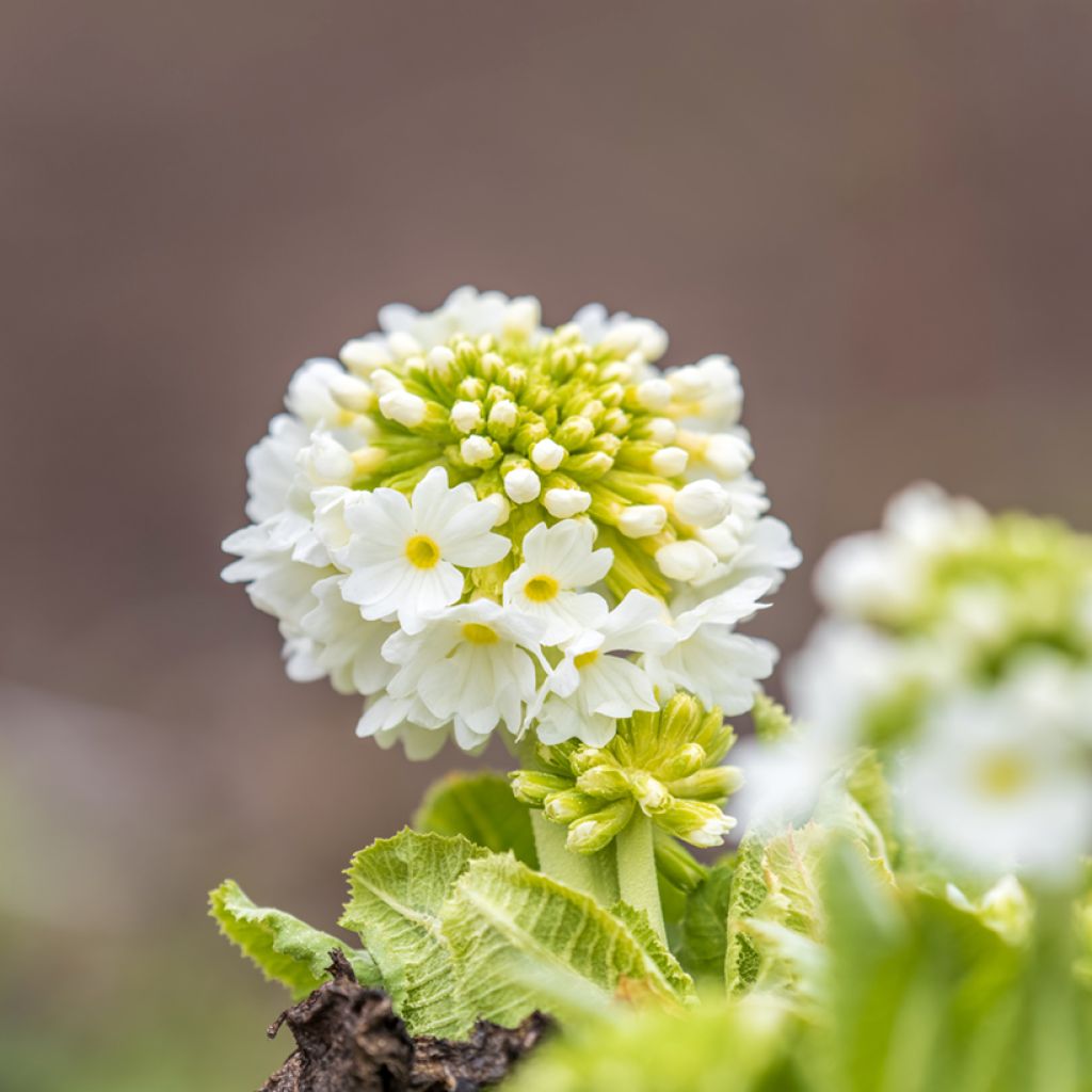 Primula denticulata Alba