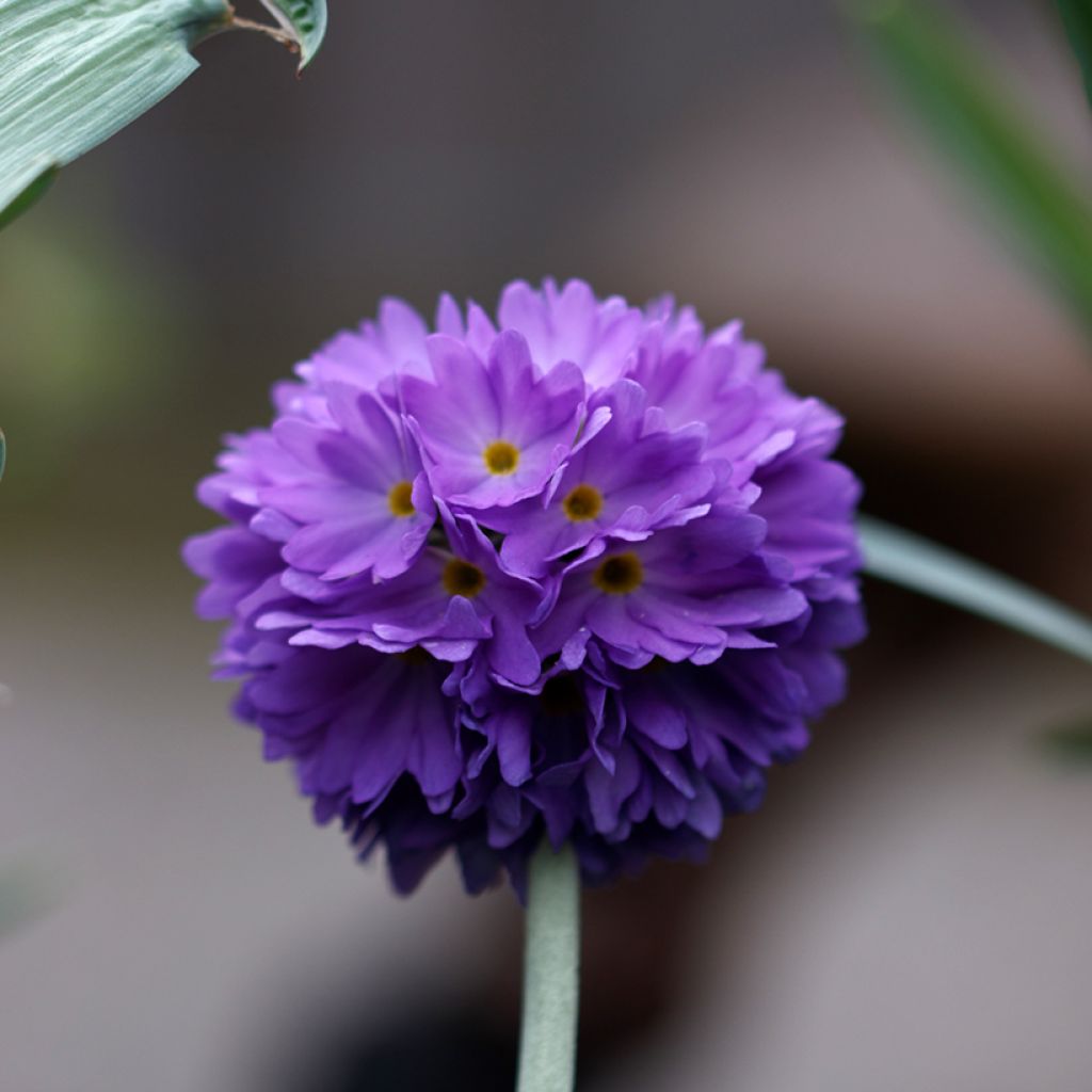 Primula denticulata Cashmeriana