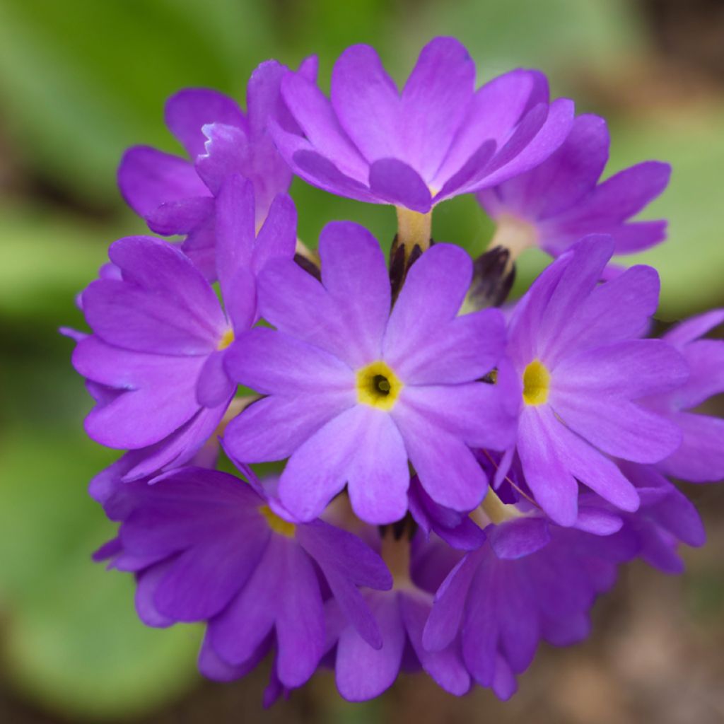 Primula denticulata Cashmeriana