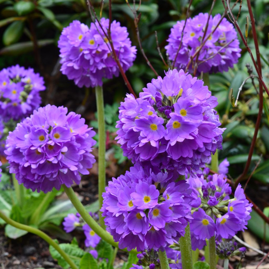 Primula denticulata Cashmeriana