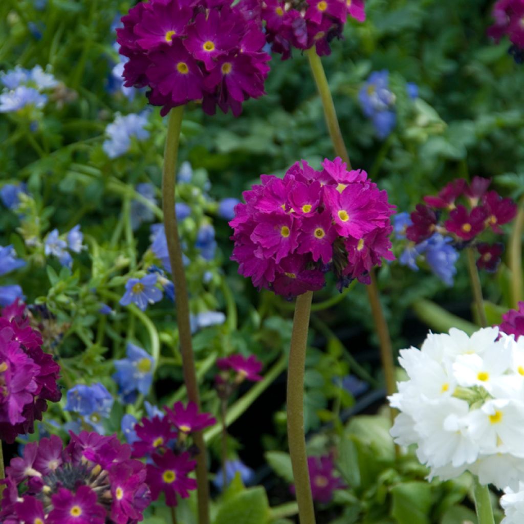 Primula denticulata Rubin