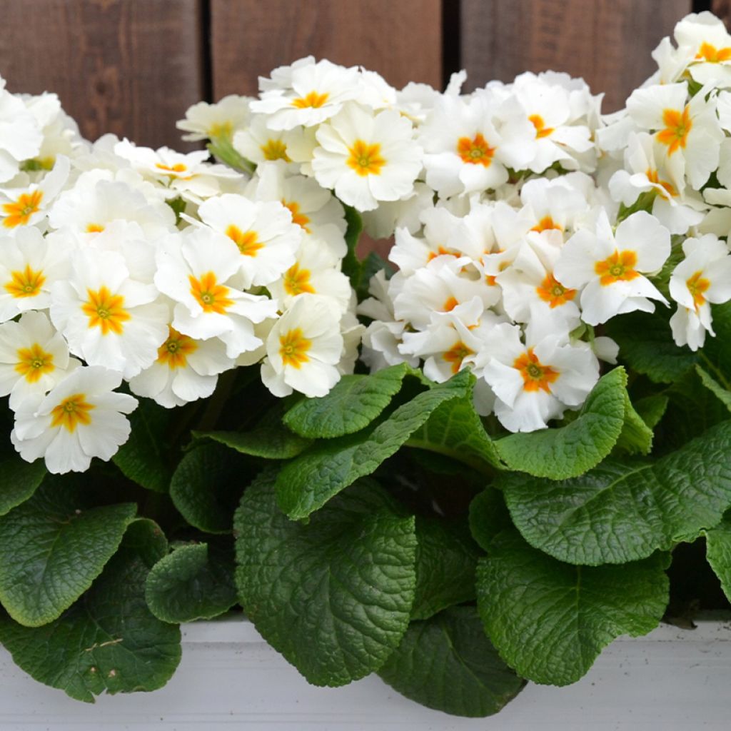 Primevère - Primula elatior Colibri Withe Orange Eye