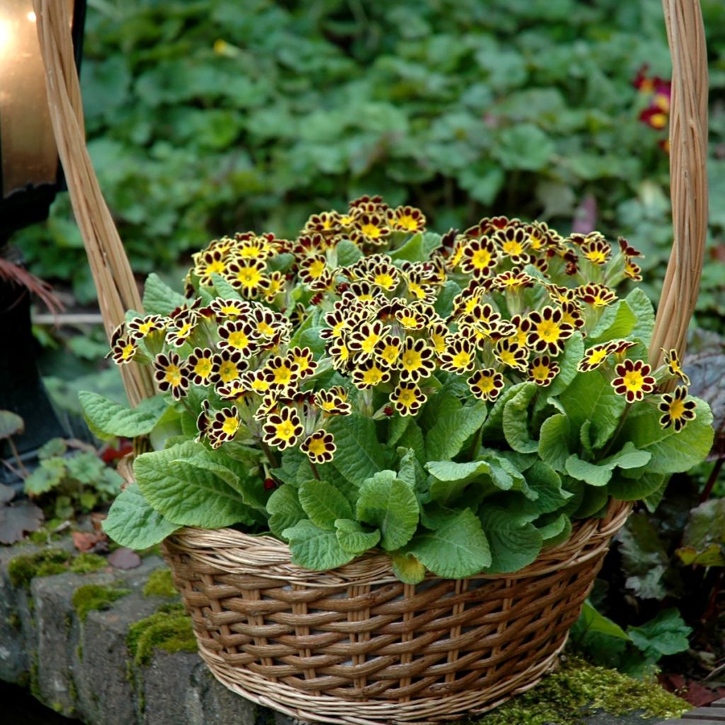 Primula eliator Mister Gold Laced