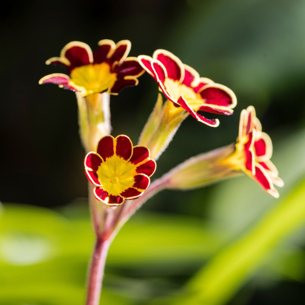 Primula eliator Mister Gold Laced