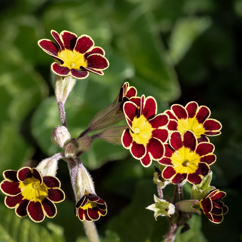 Primula eliator Mister Gold Laced