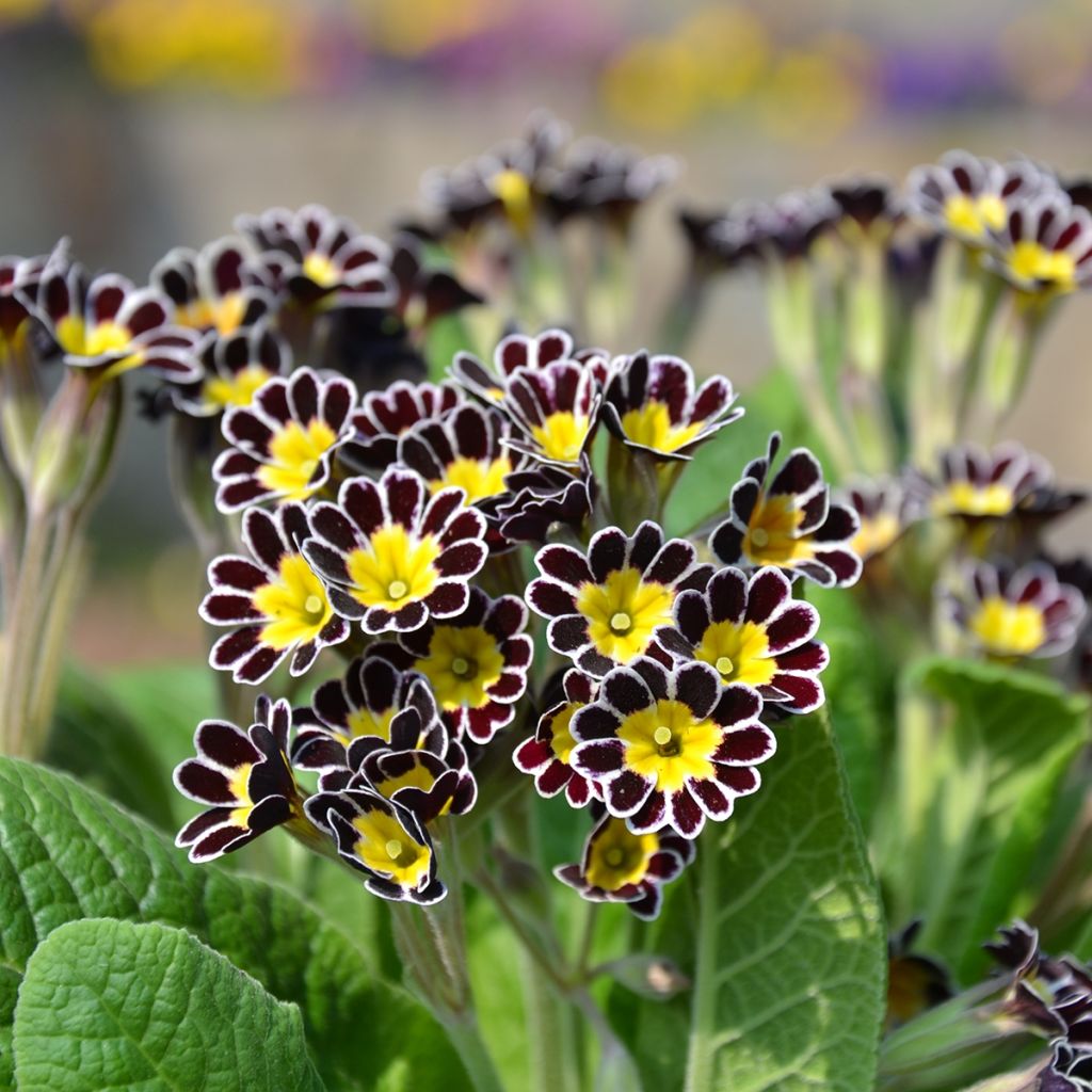 Primula eliator Mister Silver Laced