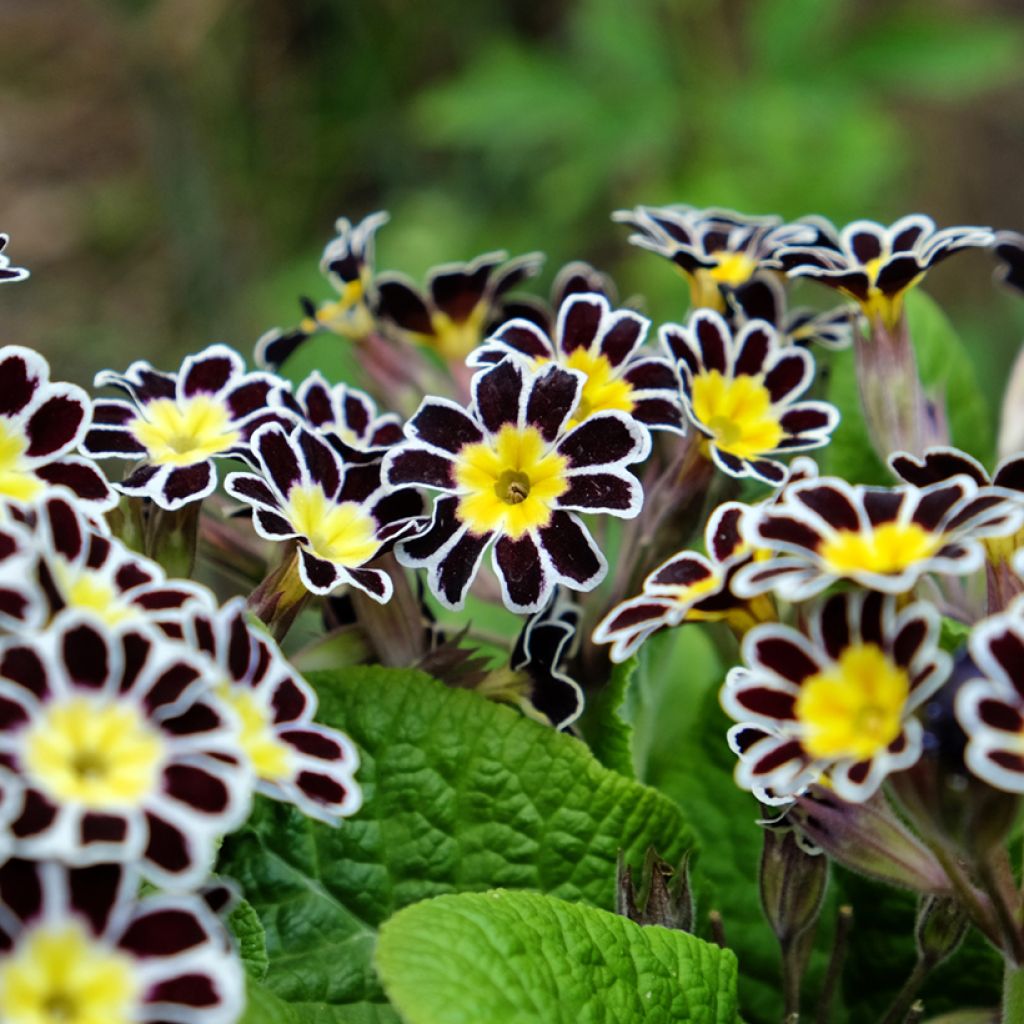 Primula eliator Mister Silver Laced