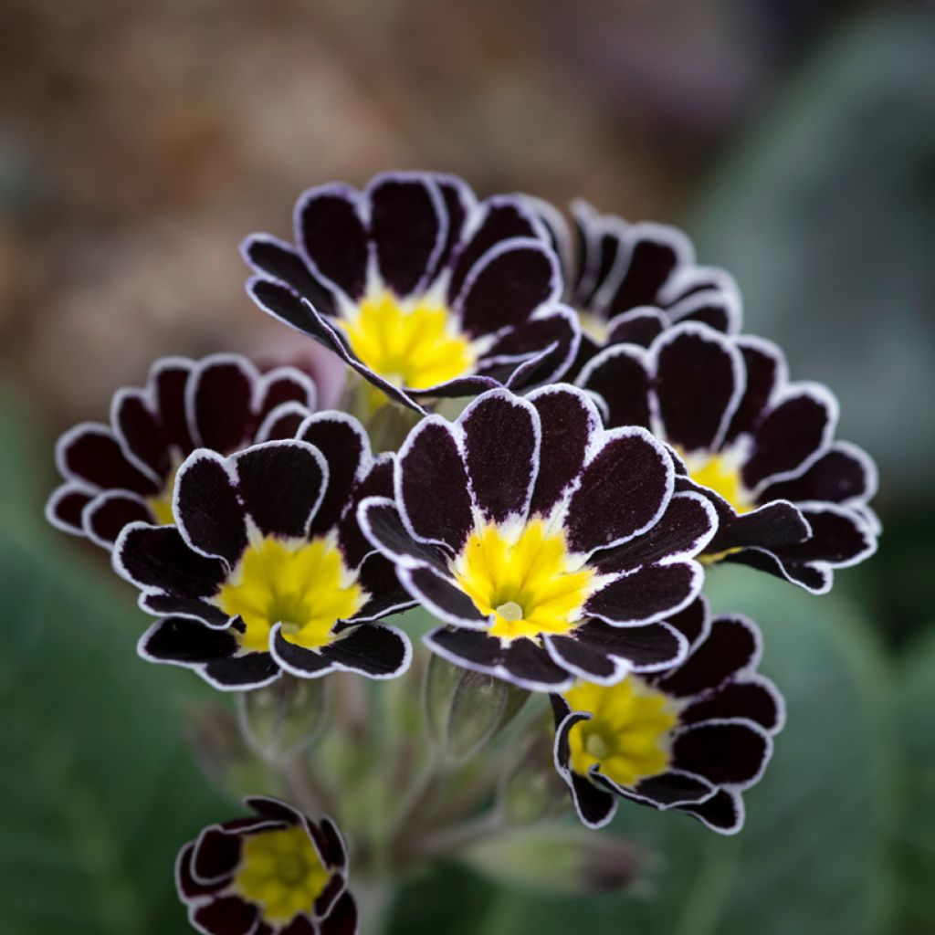 Primula eliator Mister Silver Laced