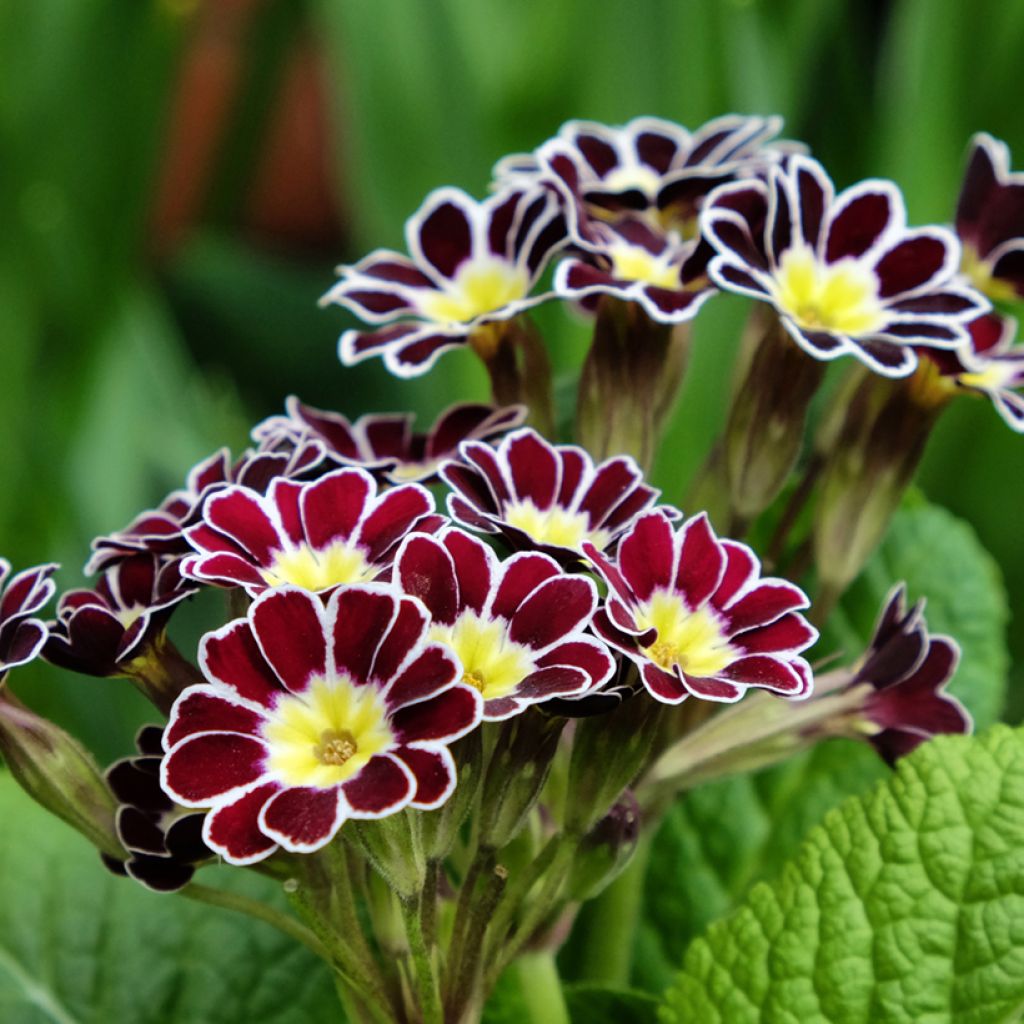 Primula eliator Victoriana Silver Lace Black