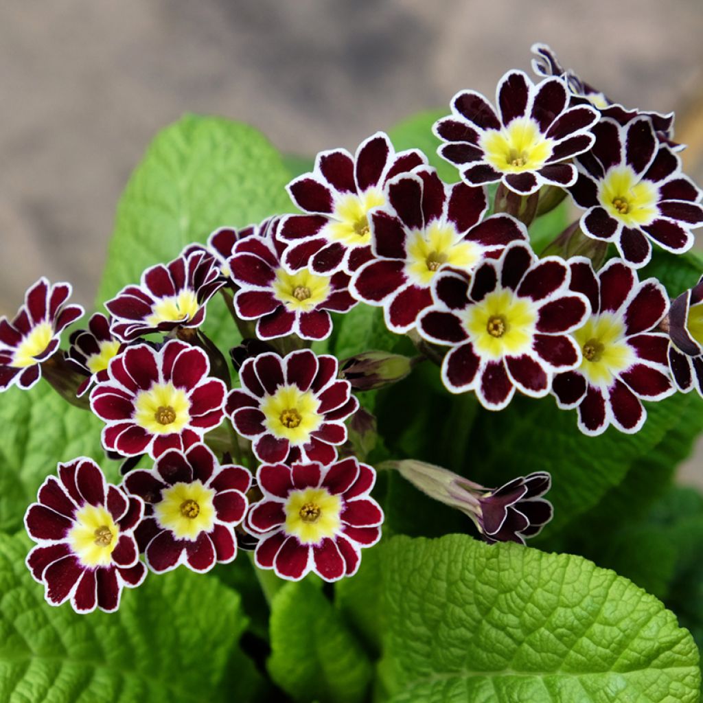 Primula eliator Victoriana Silver Lace Black