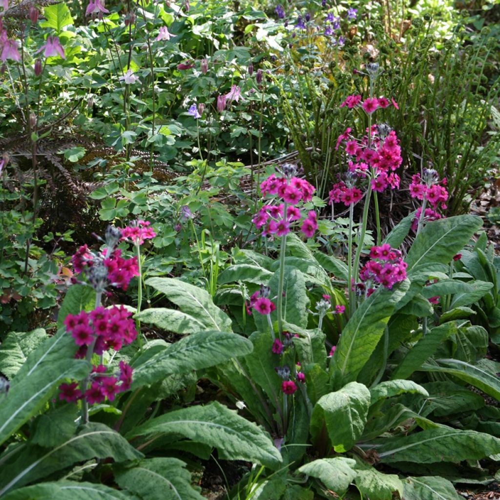 Primula japonica