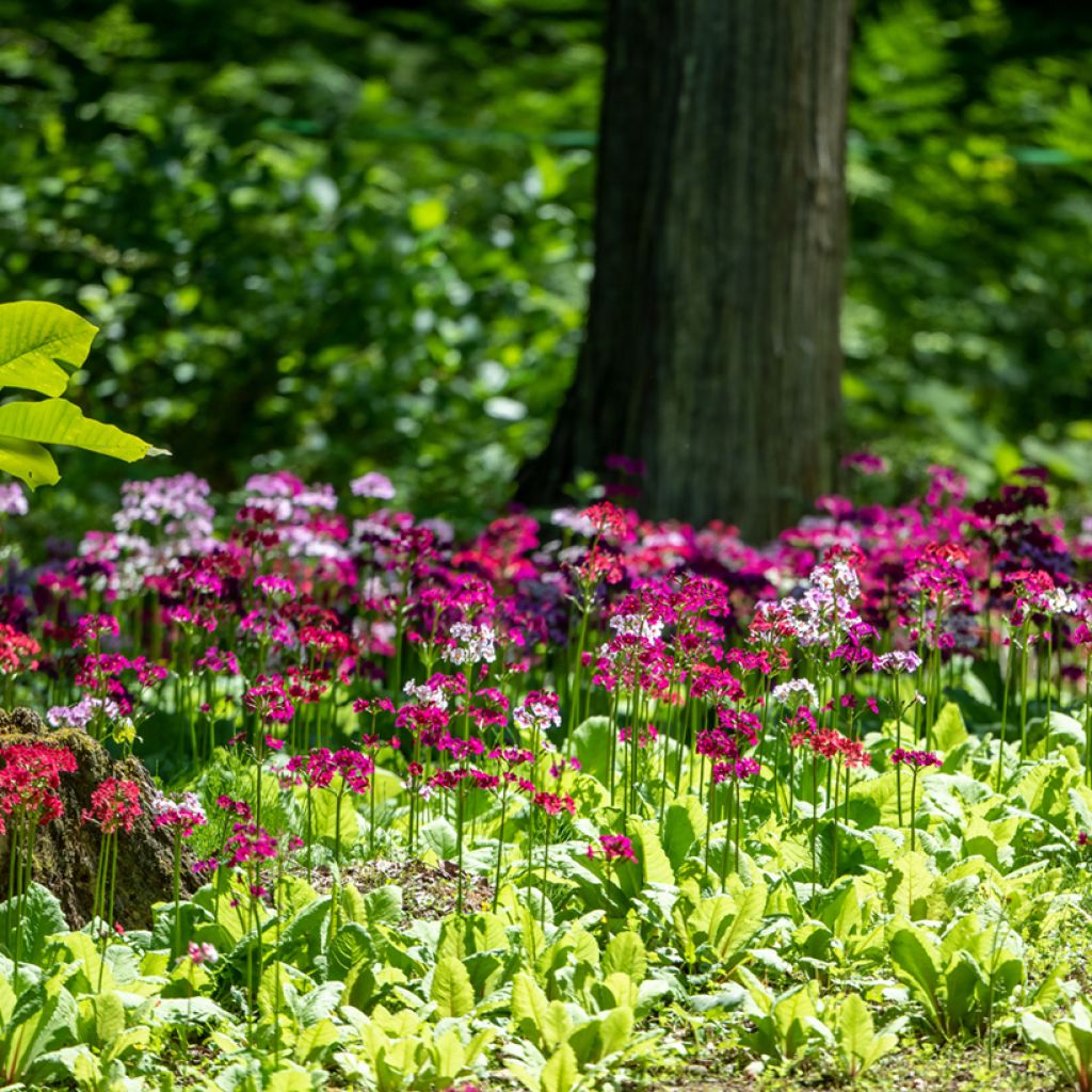 Primula japonica