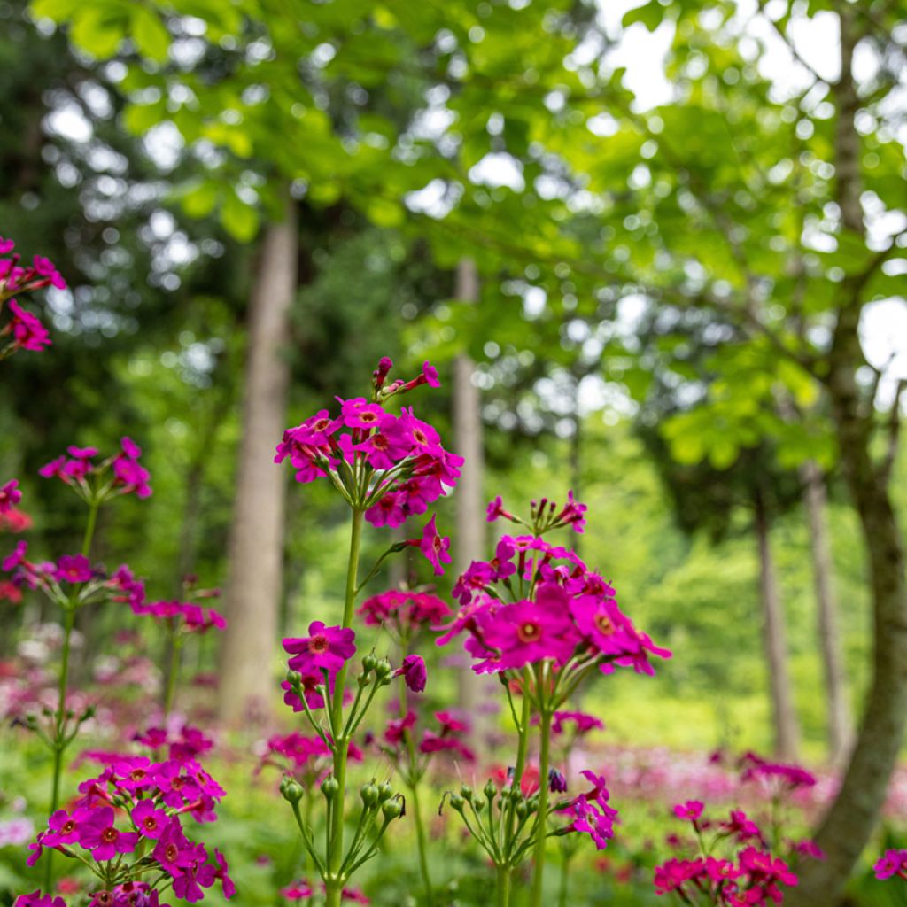 Primula japonica