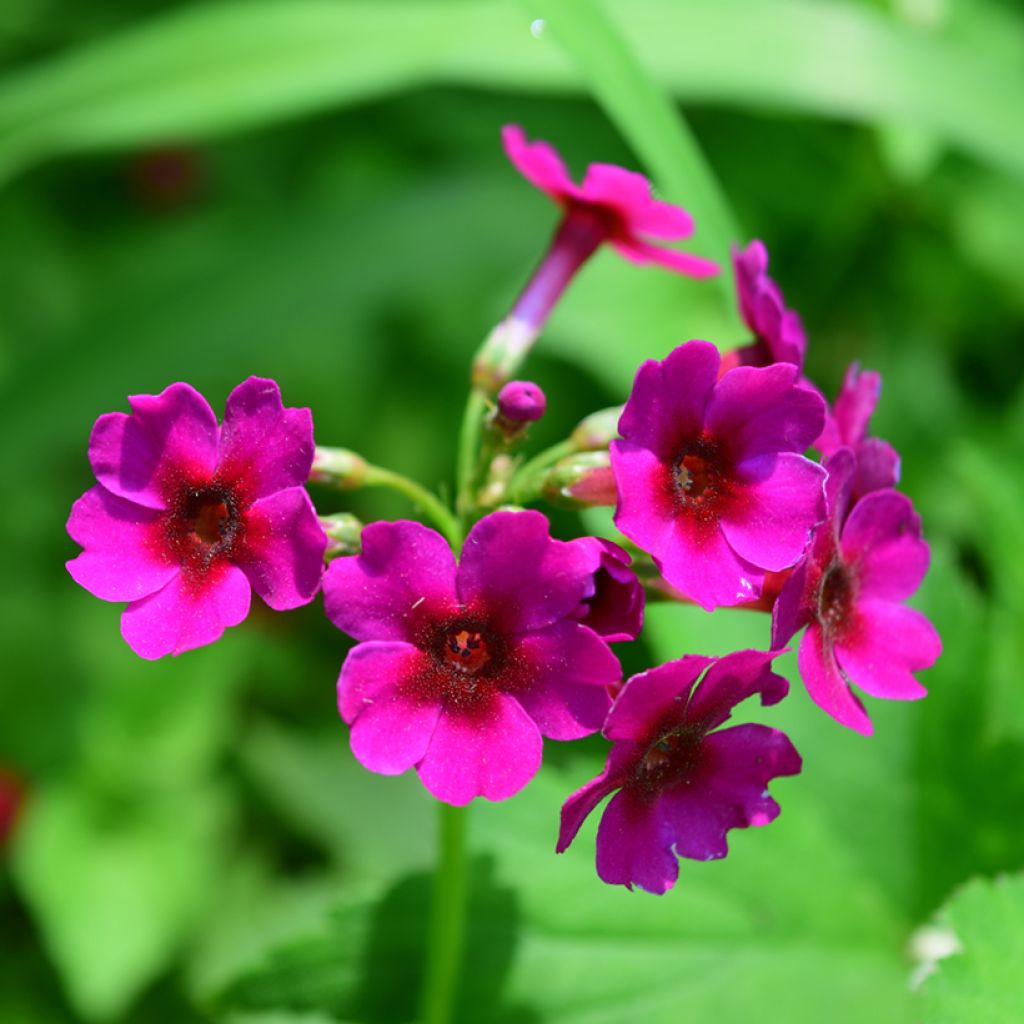 Primula japonica