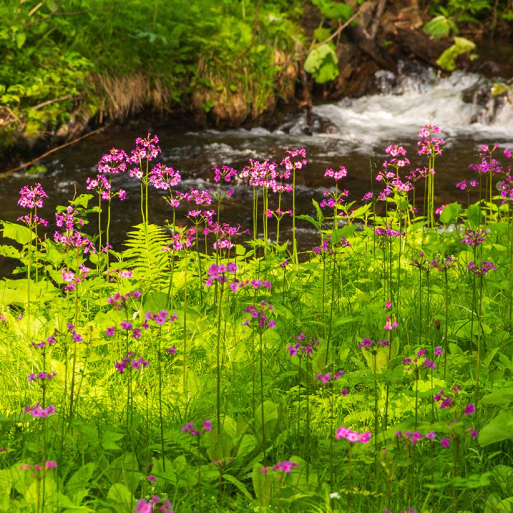 Primula japonica