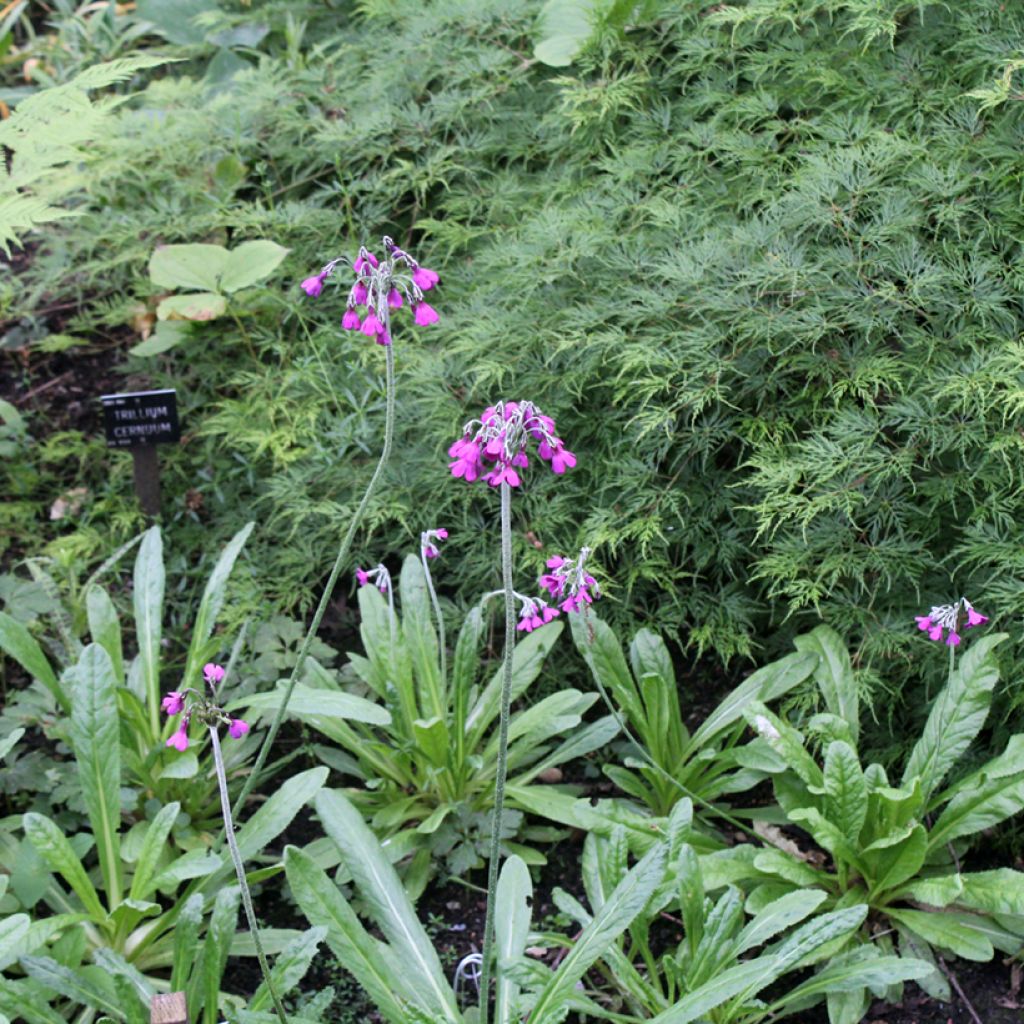 Primula secundiflora