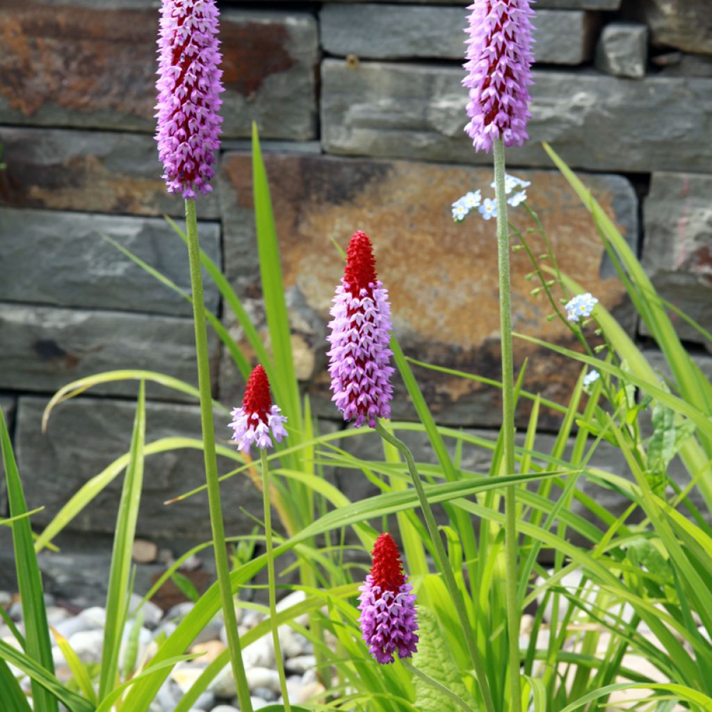 Primula vialii