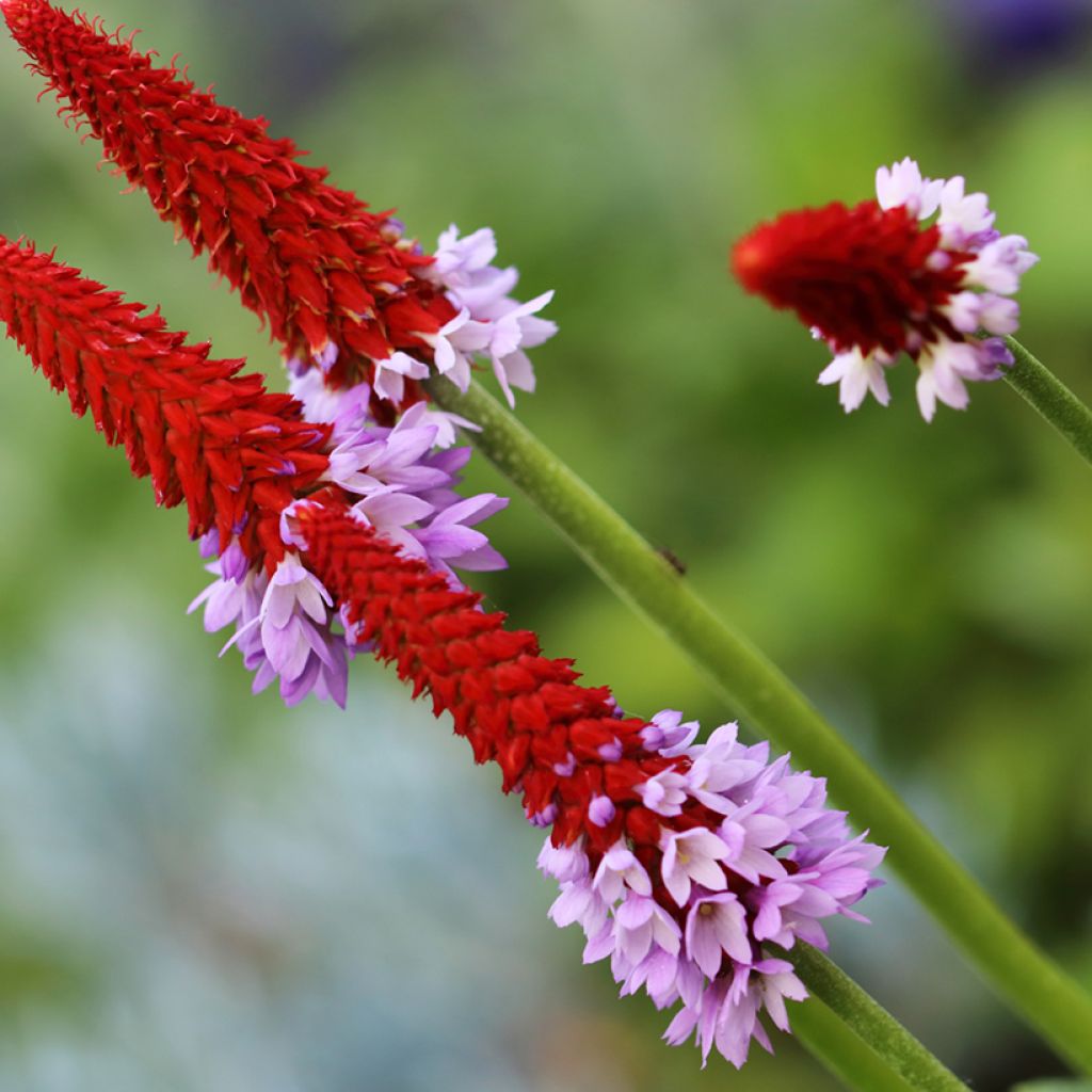 Primula vialii